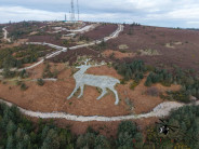 Mormond Hill Stag